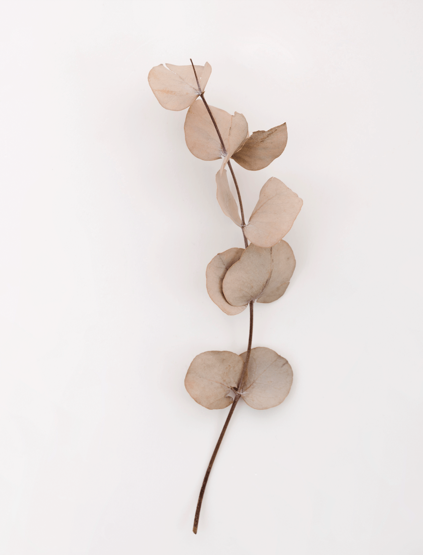 CMMindfulness - Claudia Malvicini Mindfulness Majadahonda, Madrid. Presencial y online.